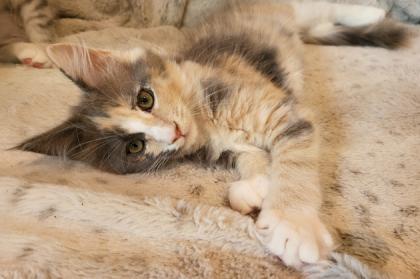 Audrey - süßes Maine Coon Kätzchen mit Stammbaum
