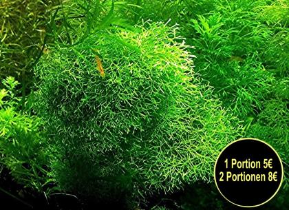 Sternlebermoos, Aquarienpflanzen Versand/ Abholung