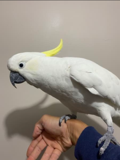 Superzahm Gelbhaubenkakadu papagei Henne 5 Monate alt