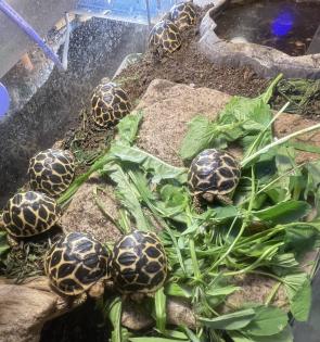 Indischen Sternschildkröte Geochelone Elegans