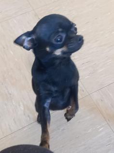 Chihuahua weiblich 1 Jahr alt
