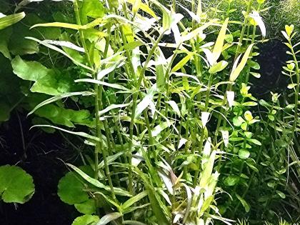 Aquarien - Bambus, Bündel, Aquarienpflanzen Versand/ Abholung