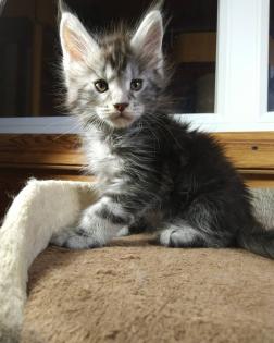 Reinrassige Main Coon Kitten abzugeben