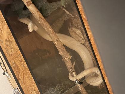 Albino Boa 2021