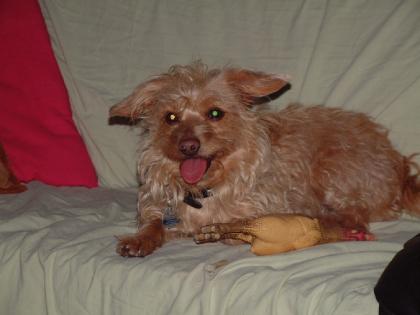 Jemand gesucht die mit unsere hund gassie geht