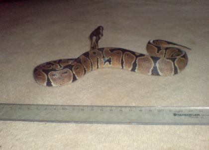 Python Regius 07