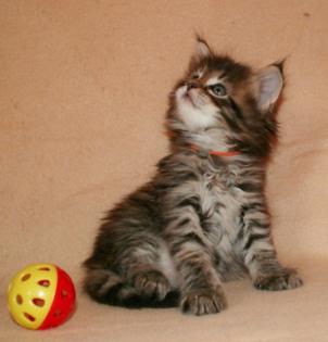 Bildhübsche Maine Coon Kitten