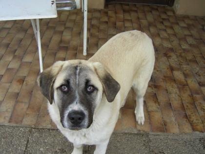 Anatolische Hirten-Hunde Kangal