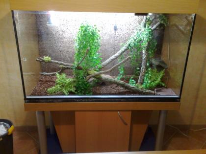 Exclusives Terrarium komplett eingerichtet abzugeben