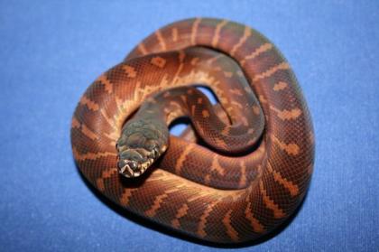 Boeleni Chondro, s