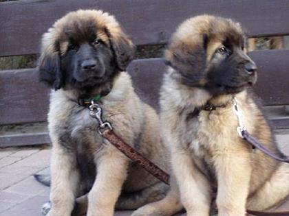Leonberger