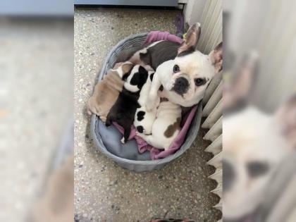 Sehr schöne und sportliche Französische Bulldogge