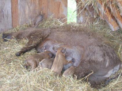 Rote Wollschweine zu erkaufen
