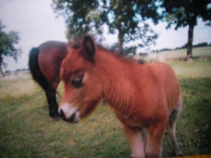 Mini Shetty Hengst