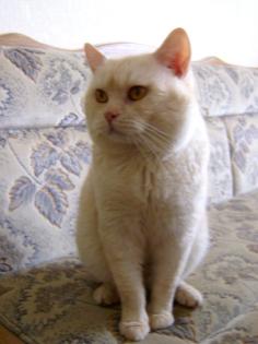 BKH / Kartäuser Deckkater creme