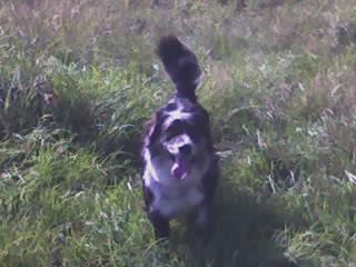 Aussie sucht neues zuhause