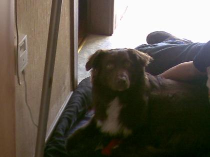 Australian shepherd sucht liebe familie