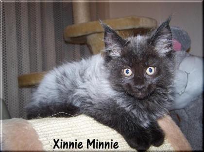 Zauberhafte Maine Coon Lady in Black