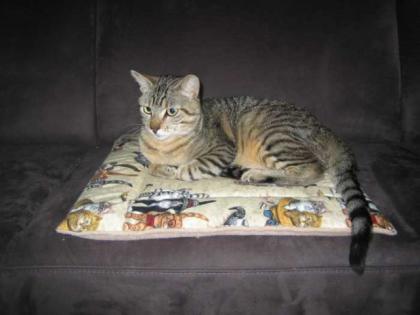 Notfall Jamie Tigerkater wird gemoppt