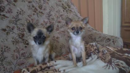 2 Chihuahuas m/w