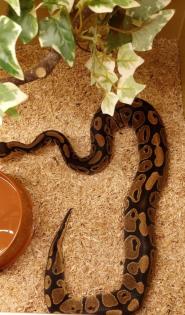 0. 1 Python regius - Königspython DNZ 21