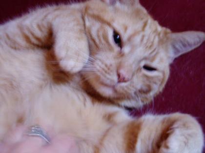 Getigerter Kater vermisst