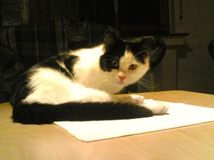 Main Coon Mix Gomez zu vergeben.
