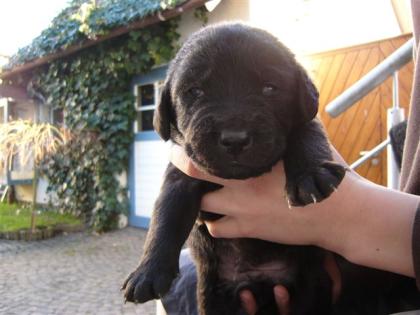 Familiehund Labrador - Welpen schwarz in liebevolle Hände abzugeben.