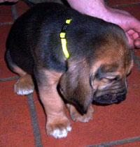 Bloodhoundwelpen abzugeben