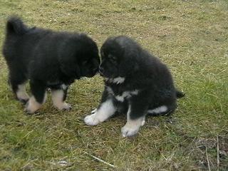 Do-Khyi Welpen Tibet-Dogge