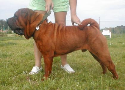 Shar-pei mahagony deckenrüde - imp. Finland