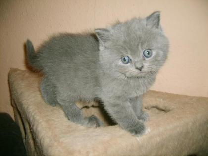 BKH und Kartäuser Kitten mit Papieren