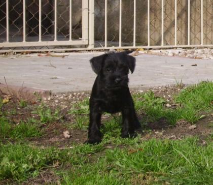 Zwergschnauzer- lackschwarz,