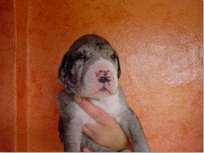 Deutsche Doggen Welpen