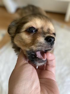 Chihuahua in Langhaar