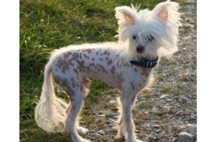 Nackter Chinesischer Schopfhund