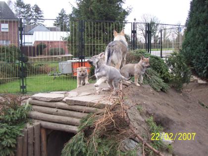 Sehr selten Tschechoslowakische Wolfshunde
