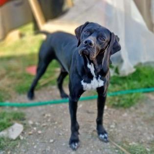 Zeus - ein typischer englischer Pointer