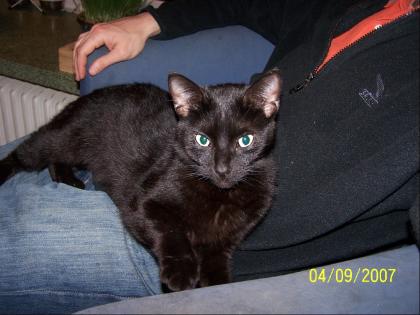 2, 5 jährige schwarze Katze wg. Umzug ins Ausland abzugeben