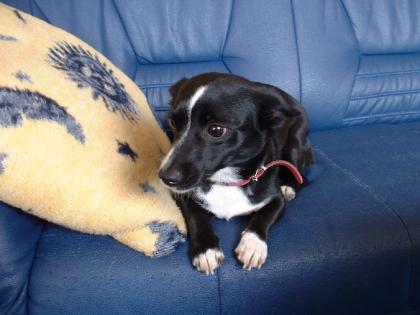 Gebe meine ca 1j alte Terrier-mix Hündin ab