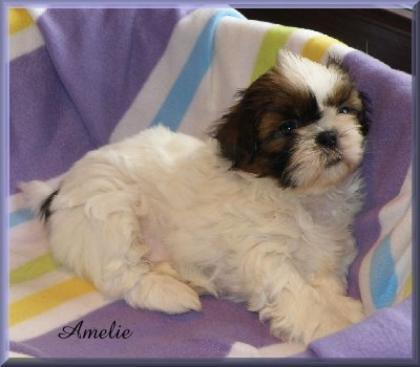 Süße Shih Tzu Welpen