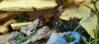 Leopardgecko ca 1 Jahr mit Terrarium