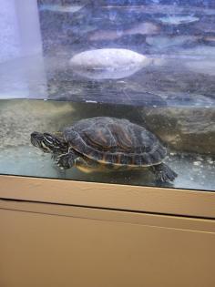 Gelbwangenschildkröten incl Terrarium