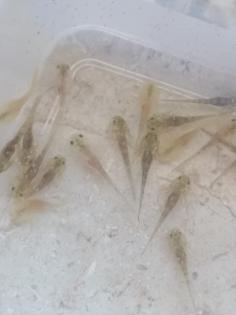 Axolotl babys zum reservieren