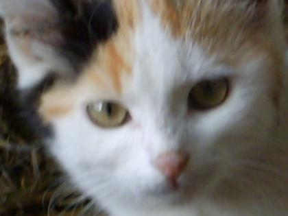 Katzen in verschiedenen Farben abzugeben