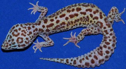 Suche 2 weibliche Leopardengeckos