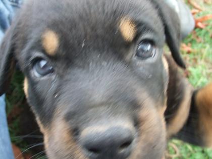 Rottweilerwelpen