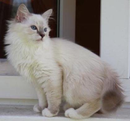 Traumhafter reinrassiger Birmakater sucht dringend liebevolle Besitzer