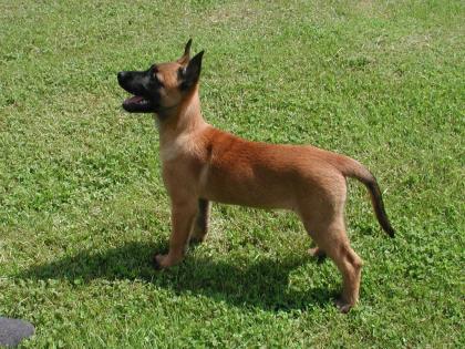 Malinoiswelpen mit VDH/DMC-Papieren