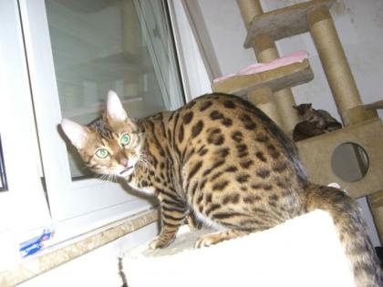 Traumhaft schöner Zucht Kater sucht neues Zuhause